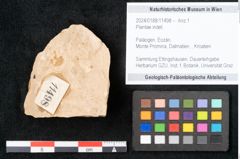 Foto (Objekt + Etikett) von Plantae indet.  (NHMW-GEO-2024-0188-11498)